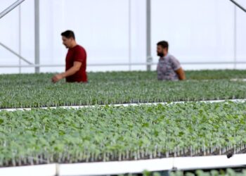 Bayram Sonrası Çiftçiye Destekler Devam Ediyor! Fide Desteği Başladı!