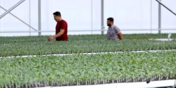 Bayram Sonrası Çiftçiye Destekler Devam Ediyor! Fide Desteği Başladı!