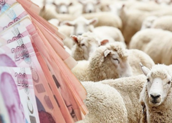 2026 Kurbanlık Fiyatları: Dev Zam Geliyor!